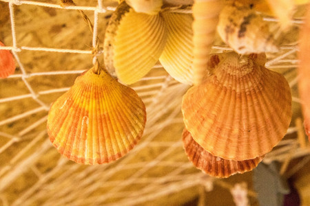 Shells hanging from a net decoration.