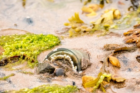 A submerged bottle in the sand.