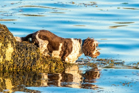A Cocker Spaniel breed of dog enjoys the sea water.