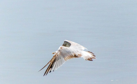 One of the most common birds in the United Kingdom....the Seagull.