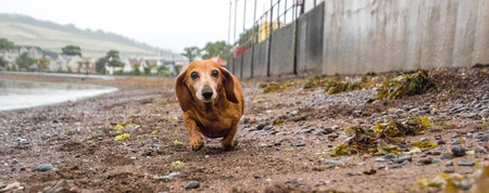The Miniature Dachshund is one of the favorite breeds of dog.の写真素材