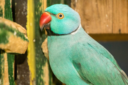A blue parrakeet closeup.