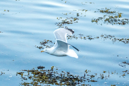 One of the most common birds in the United Kingdom....the Seagull.の写真素材