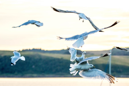 One of the most common birds in the United Kingdom....the Seagull.の写真素材