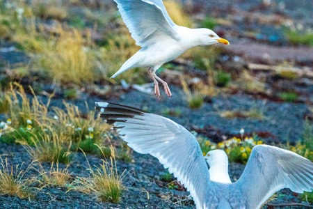 One of the most common birds in the United Kingdom....the Seagull.