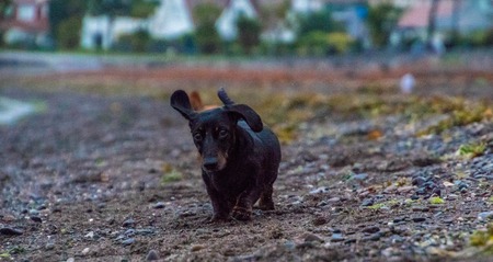 The Miniature Dachshund is one of the favorite breeds of dog.