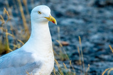 One of the most common birds in the United Kingdom....the Seagull.の写真素材