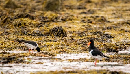 One of the common bird types in the UK coastlines, the Oyster Catcher.の写真素材
