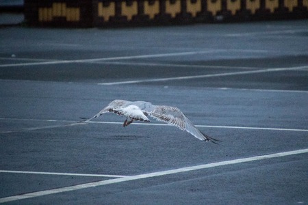 One of the most common birds in the United Kingdom....the Seagull.の写真素材