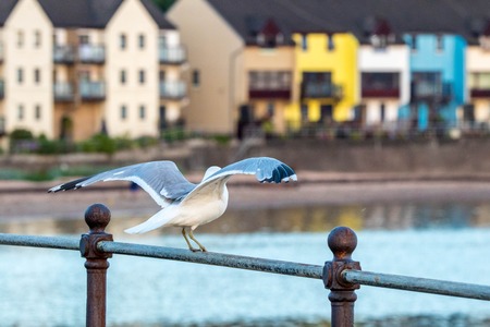 One of the most common birds in the United Kingdom....the Seagull.の写真素材