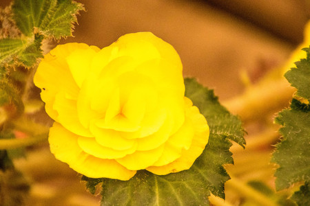 A flower at full bloom.の写真素材