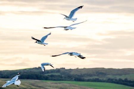 One of the most common birds in the United Kingdom....the Seagull.の写真素材