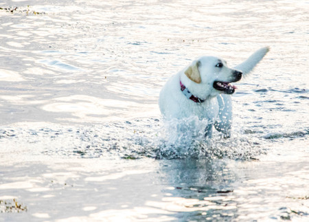 A gorgeous white labrador playing in the water.の写真素材