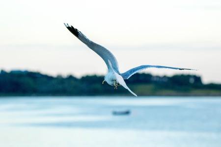 One of the most common birds in the United Kingdom....the Seagull.