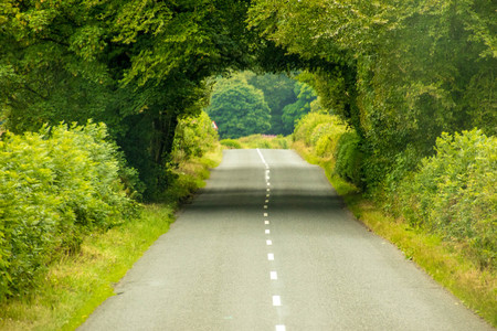A straight, empty, road leading through a tunnel of trees.の写真素材