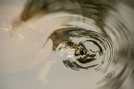 A view from above a small turtle in the water.の写真素材