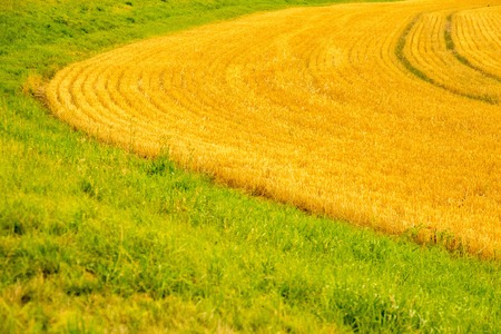 A farmers wheat field in the United Kingdom.の写真素材
