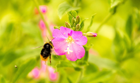 A bumblebee collecting pollen.の写真素材