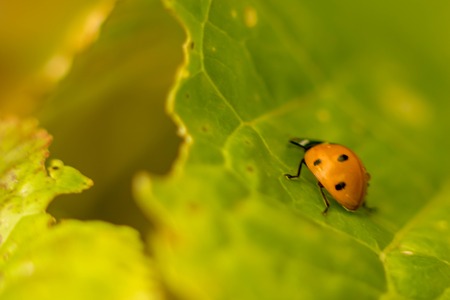 A cute, small, Ladybird adventures around the greenery of a garden.