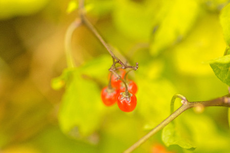 A view from above red berry's.の写真素材