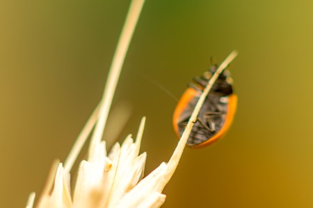 A cute, small, Ladybird adventures around the greenery of a garden.の写真素材