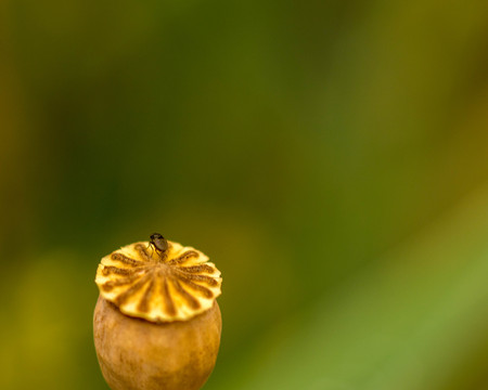 A fly sitting on a flower.の写真素材