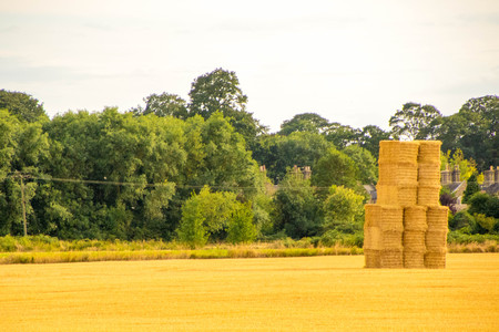 A farmers wheat field in the United Kingdom.の写真素材