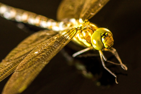 A macro photo of a large Dragonfly.の写真素材