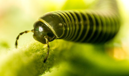 A closeup of a millipede insect with it's amazing armored body and lots of legs.の写真素材