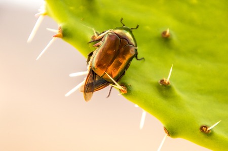 A large beetle crawling along a cactus plant it has just landed on.の写真素材
