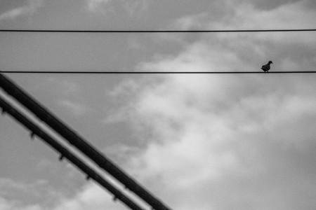 Power lines go left to right across the photo frame.の写真素材