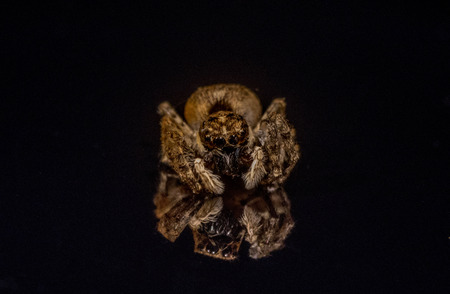 A small jumping spider seen closeup.の写真素材