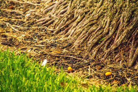 A typical palm tree on the island of Sicily, Italy.の写真素材