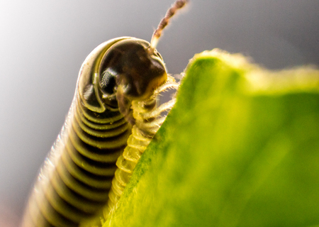 A closeup of a millipede insect with it's amazing armored body and lots of legs.