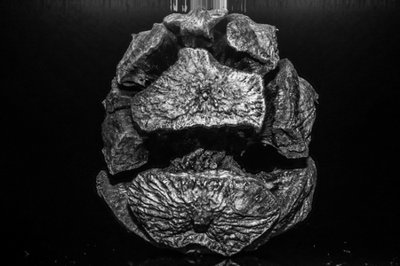 A closeup of a nut from a tree that looks like a crying face.