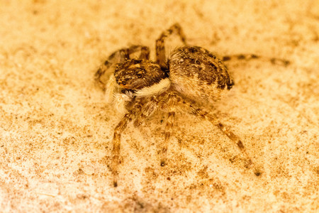 A small jumping spider seen closeup.