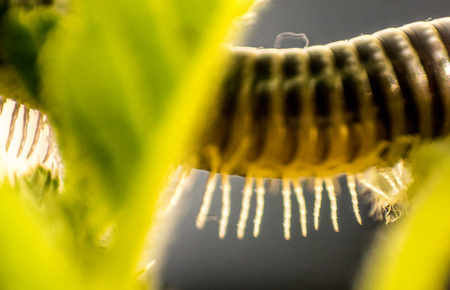 A closeup of a millipede insect with it's amazing armored body and lots of legs.の写真素材