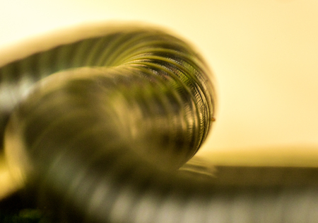 A closeup of a millipede insect with it's amazing armored body and lots of legs.