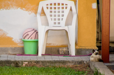 A beautiful stray cat taking each day as it comes.の写真素材