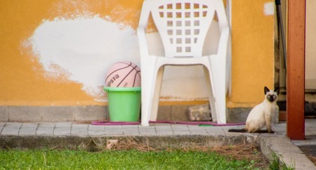 A beautiful stray cat taking each day as it comes.の写真素材