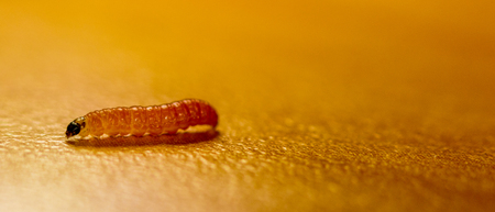 A single larvae crawling around on a table, the shot taken in macro.