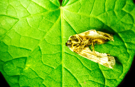 A dead moth lays on top of a green heart shaped leaf.の写真素材