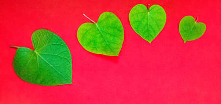 A leaf shaped like a heart.の写真素材