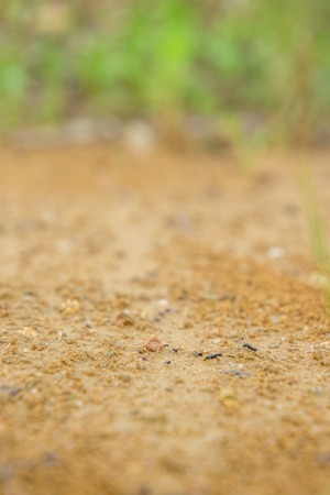 A small ant farm in the middle of a dirt track, in Sicily.