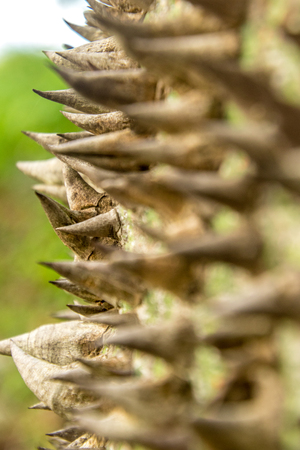A very strange and ugly looking tree, a floss-silk tree.の写真素材