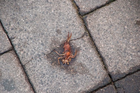 A squashed scorpion on the street.の写真素材