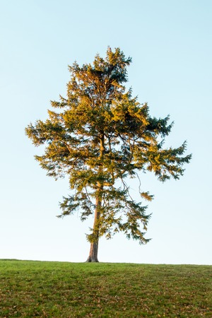 A lone tree in the heart of the United Kingdom.の写真素材