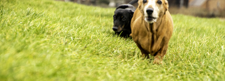 A Miniature Dachshund getting a spot of exercise.