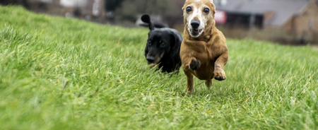 A Miniature Dachshund getting a spot of exercise.