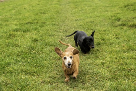 A Miniature Dachshund getting a spot of exercise.